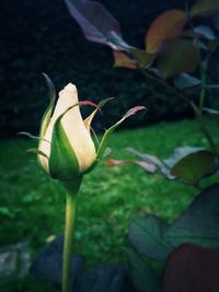 Close-up of rose bud growing on plant at field