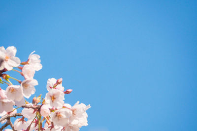 Low angle view of cherry blossoms against clear blue sky