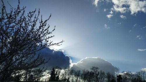 Low angle view of silhouette trees against sky