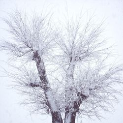 Low angle view of bare trees against sky