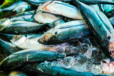 Close-up of fish for sale in market