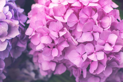 Close-up of pink hydrangea flowers