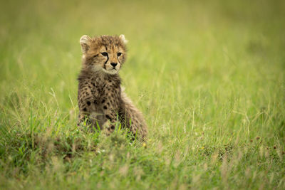 Portrait of a cat on field