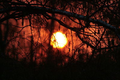 Silhouette of trees during sunset