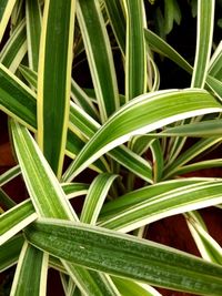 Full frame shot of plants