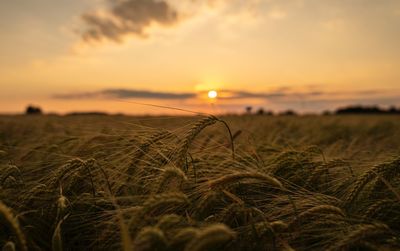 Scenic view of field against sky during sunset