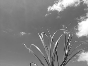 Low angle view of plant growing on field against sky