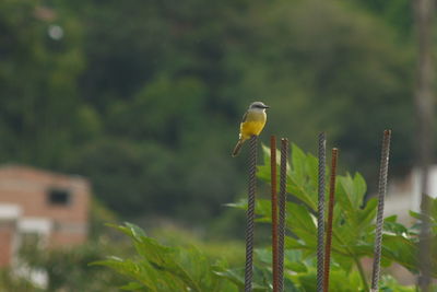 Close-up of bird perching on plant