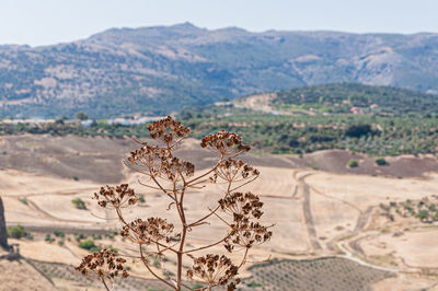 Scenic view of land against clear sky