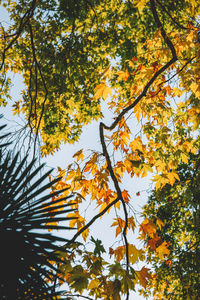 Low angle view of autumnal tree against sky