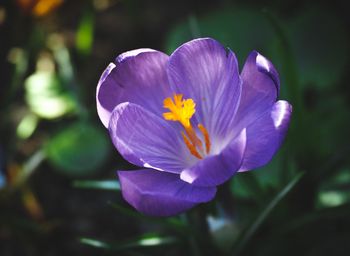 flowering plant