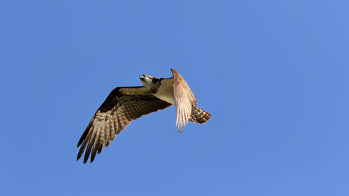 Low angle view of eagle flying against clear blue sky