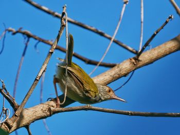 Low angle view of bird perching on branch against sky