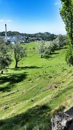 Scenic view of grassy field against sky