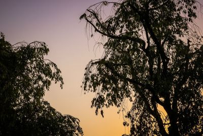 Low angle view of silhouette tree against sky during sunset