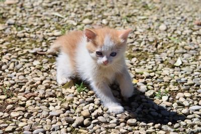 View of a cat on rock