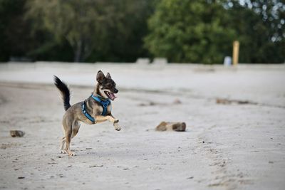 Dogs running on beach