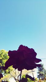 Close-up of flower against clear blue sky