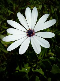 Close-up of white flower blooming outdoors