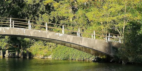 Bridge over river in forest