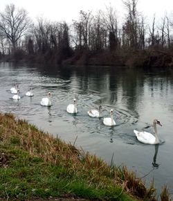 Swans swimming in lake against sky