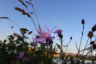 Close-up of purple flowers