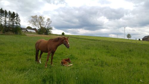 Horses grazing on grassy field against cloudy sky