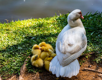 White duck on field