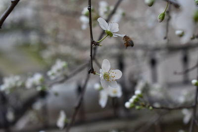 Close-up of white cherry blossom on tree
