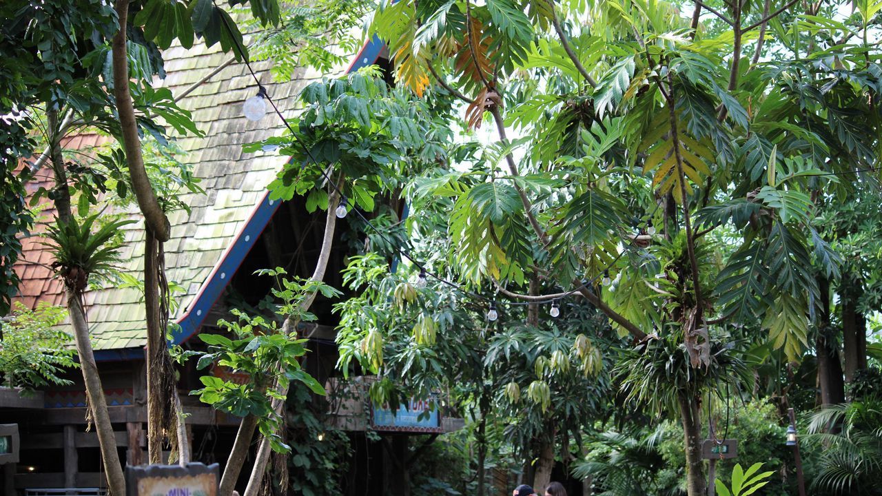 LOW ANGLE VIEW OF TREES BY PLANTS