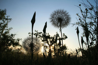 Low angle view of flowering plants on field against sky