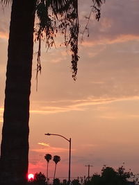 Low angle view of silhouette trees against orange sky