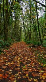 Autumn trees in park