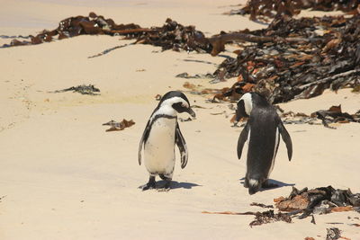 High angle view of penguins at beach