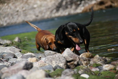 Dogs on rock