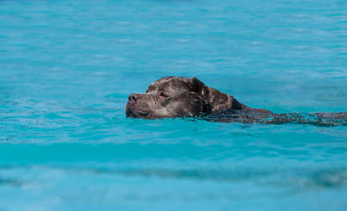 Dog swimming in sea