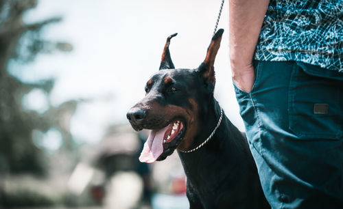 Midsection of man with dog