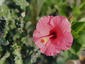 Close-up of pink hibiscus flower