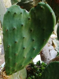 High angle view of prickly pear cactus