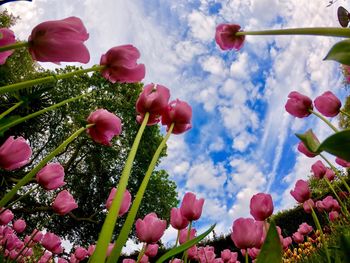 Low angle view of pink flowering plants against sky