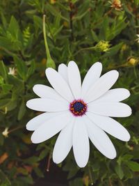 Close-up of white flower