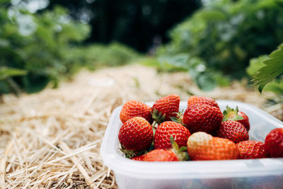 Close-up of strawberries in container on field