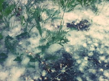 High angle view of flowering trees on snow covered land