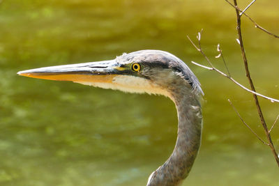 Close-up of a bird