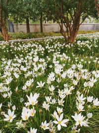White flowering plants on field