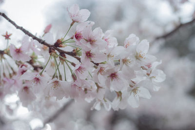 Close-up of cherry blossoms in spring