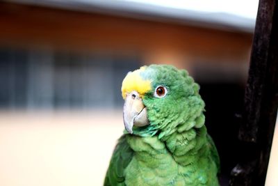 Close-up of parrot perching outdoors