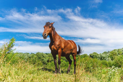 A brown-colored horse stands among the grass in a pasture under a blue sky in the clouds