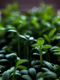 Close-up of plant growing on field