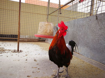 Close up rooster in a cage.